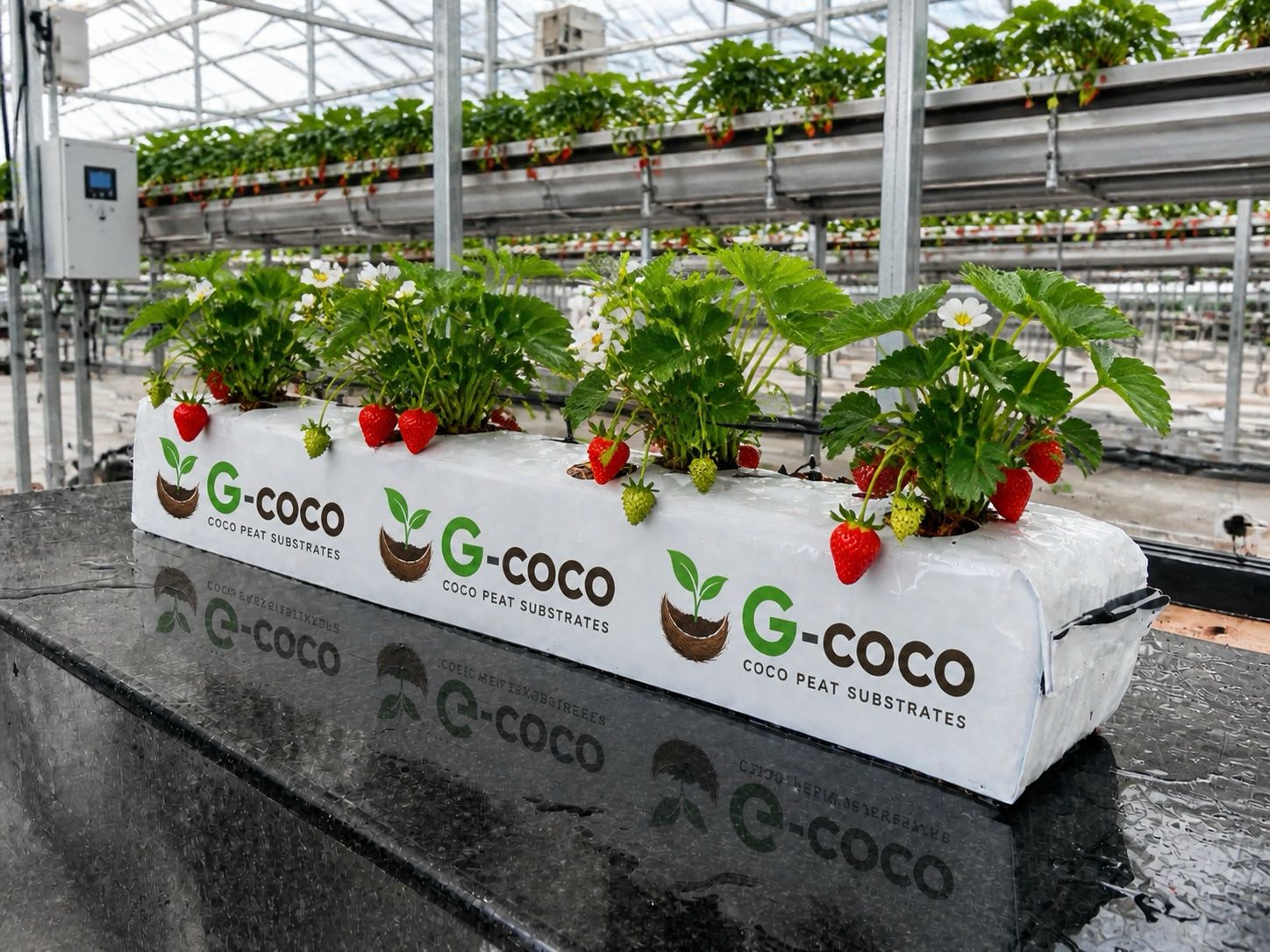 Coco Peat